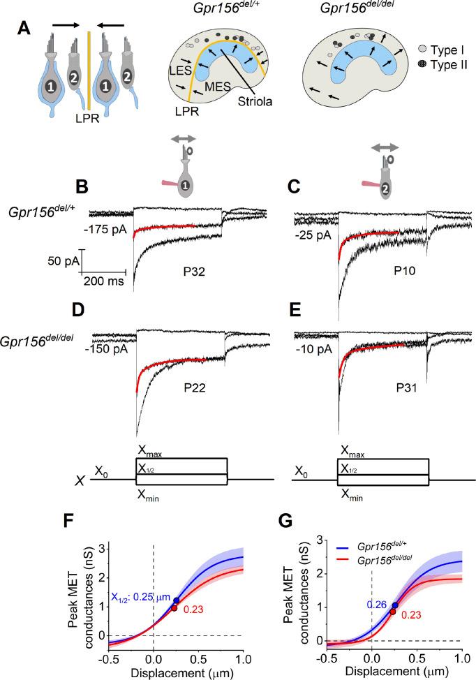 https://cdn.ncbi.nlm.nih.gov/pmc/blobs/9c12/11556791/5735950a2b12/elife-97674-fig2.jpg