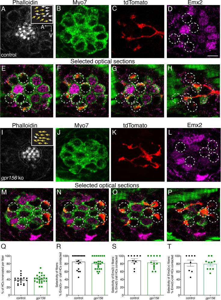 https://cdn.ncbi.nlm.nih.gov/pmc/blobs/9c12/11556791/58d90b6bfac7/elife-97674-fig9.jpg