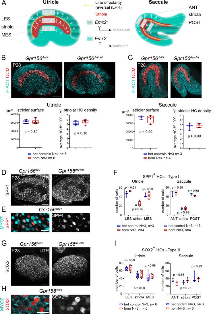 https://cdn.ncbi.nlm.nih.gov/pmc/blobs/9c12/11556791/89d5a7a3b2a1/elife-97674-fig1.jpg