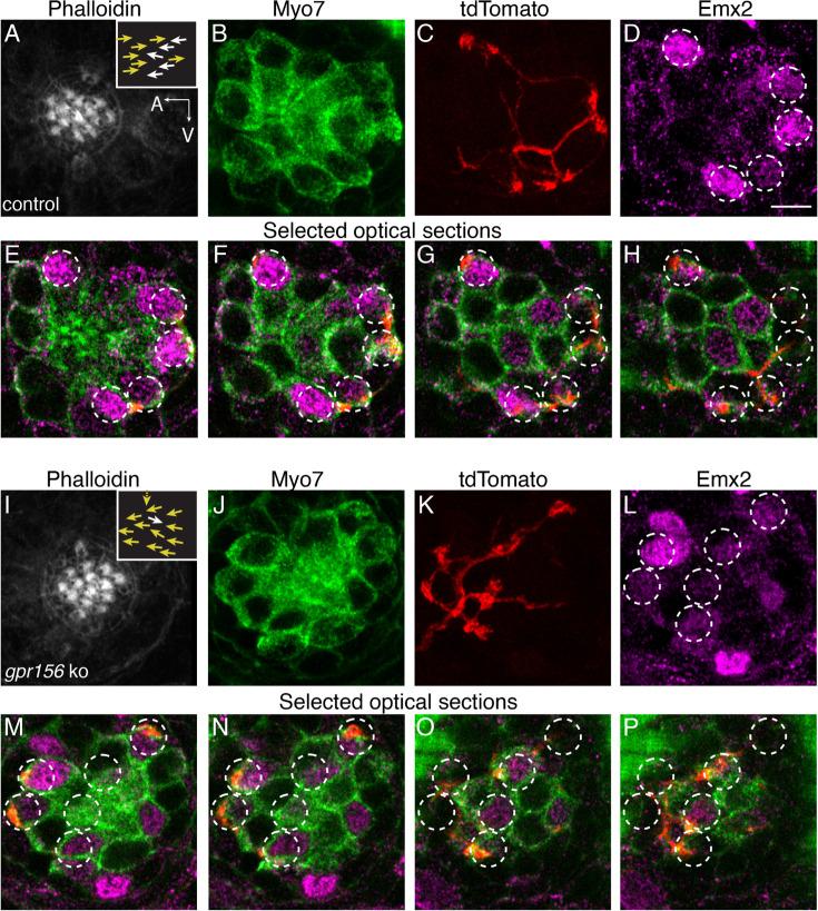 https://cdn.ncbi.nlm.nih.gov/pmc/blobs/9c12/11556791/a819eb5e5725/elife-97674-fig9-figsupp1.jpg