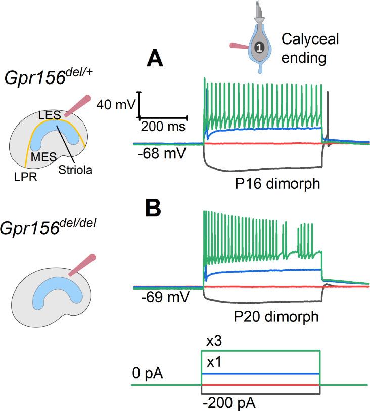 https://cdn.ncbi.nlm.nih.gov/pmc/blobs/9c12/11556791/b2547eb18705/elife-97674-fig8.jpg
