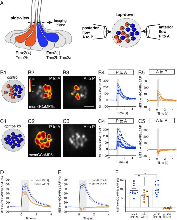 https://cdn.ncbi.nlm.nih.gov/pmc/blobs/9c12/11556791/ccf41d1cc5f9/elife-97674-fig5.jpg