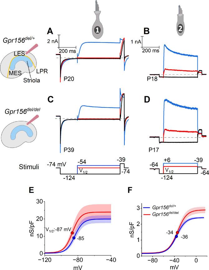 https://cdn.ncbi.nlm.nih.gov/pmc/blobs/9c12/11556791/dd8ca31077b9/elife-97674-fig3.jpg