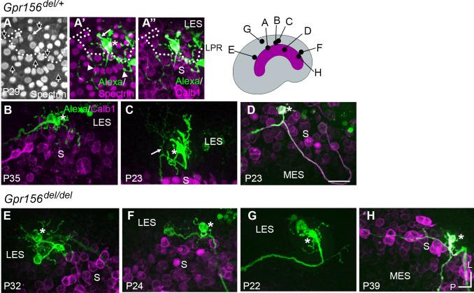 https://cdn.ncbi.nlm.nih.gov/pmc/blobs/9c12/11556791/f65a887546be/elife-97674-fig6.jpg
