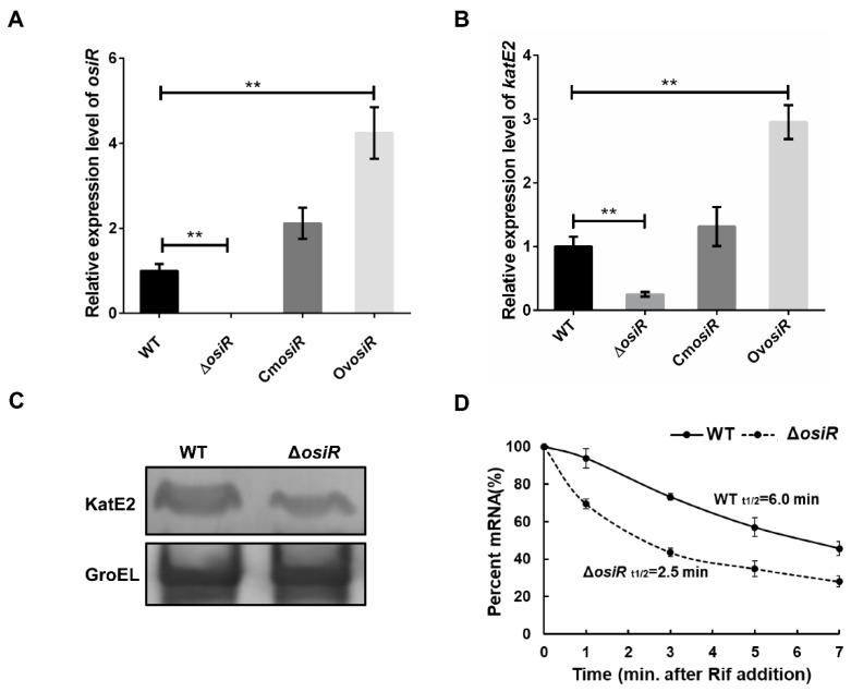 https://cdn.ncbi.nlm.nih.gov/pmc/blobs/9c14/7247583/49a6dd9274cd/ijms-21-03200-g005.jpg