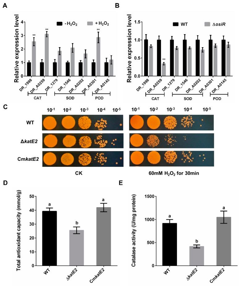 https://cdn.ncbi.nlm.nih.gov/pmc/blobs/9c14/7247583/54ca629aa796/ijms-21-03200-g004.jpg