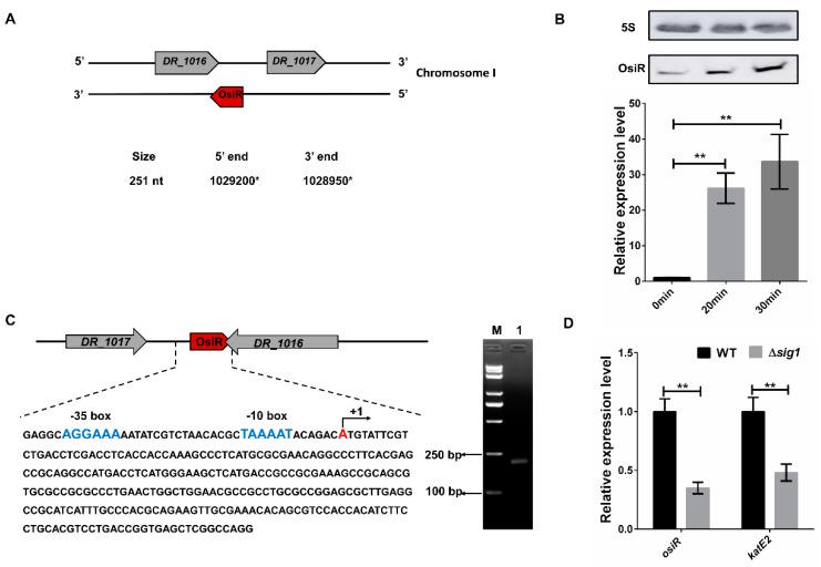 https://cdn.ncbi.nlm.nih.gov/pmc/blobs/9c14/7247583/68a7a75c93d6/ijms-21-03200-g001.jpg