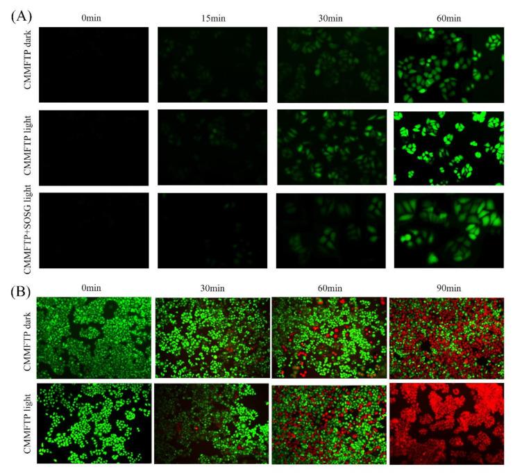 https://cdn.ncbi.nlm.nih.gov/pmc/blobs/9c16/9319594/4856d73d1834/nanomaterials-12-02509-g004.jpg