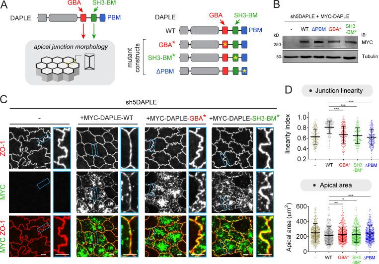 https://cdn.ncbi.nlm.nih.gov/pmc/blobs/9c20/8996326/69a13ea29e04/JCB_202111002_Fig6.jpg