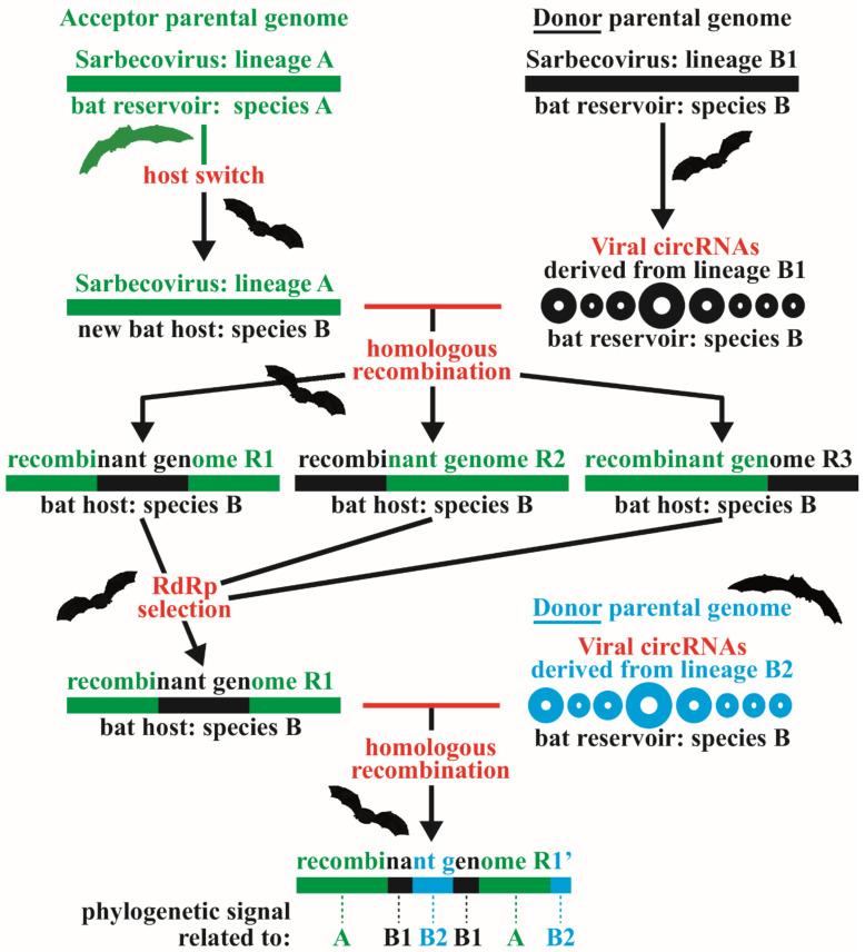 https://cdn.ncbi.nlm.nih.gov/pmc/blobs/9c24/8879460/a37b2944ca97/viruses-14-00440-g008.jpg