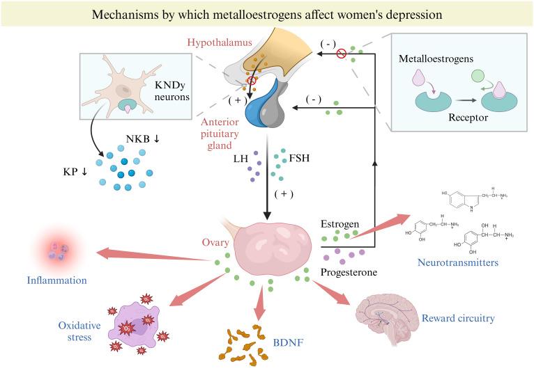 https://cdn.ncbi.nlm.nih.gov/pmc/blobs/9c25/11649658/f2c10ee681eb/fpsyt-15-1486402-g004.jpg