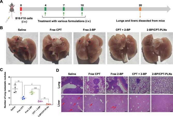 https://cdn.ncbi.nlm.nih.gov/pmc/blobs/9c26/10249277/3606640e418f/12951_2023_1950_Fig7_HTML.jpg