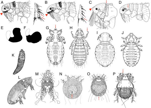 https://cdn.ncbi.nlm.nih.gov/pmc/blobs/9c27/3914713/e95ecf556f08/1756-3305-7-22-3.jpg
