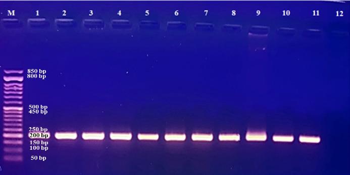 https://cdn.ncbi.nlm.nih.gov/pmc/blobs/9c33/10257446/79944998ae53/OpenVetJ-13-588-g001.jpg