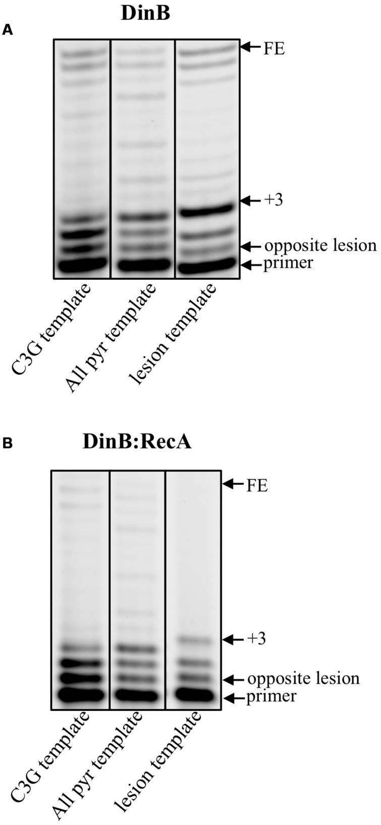 https://cdn.ncbi.nlm.nih.gov/pmc/blobs/9c36/5331060/34cff00ca810/fmicb-08-00288-g004.jpg