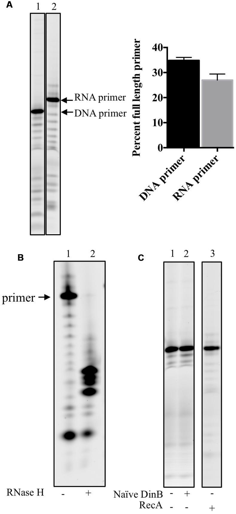 https://cdn.ncbi.nlm.nih.gov/pmc/blobs/9c36/5331060/8f22aaab2c53/fmicb-08-00288-g002.jpg