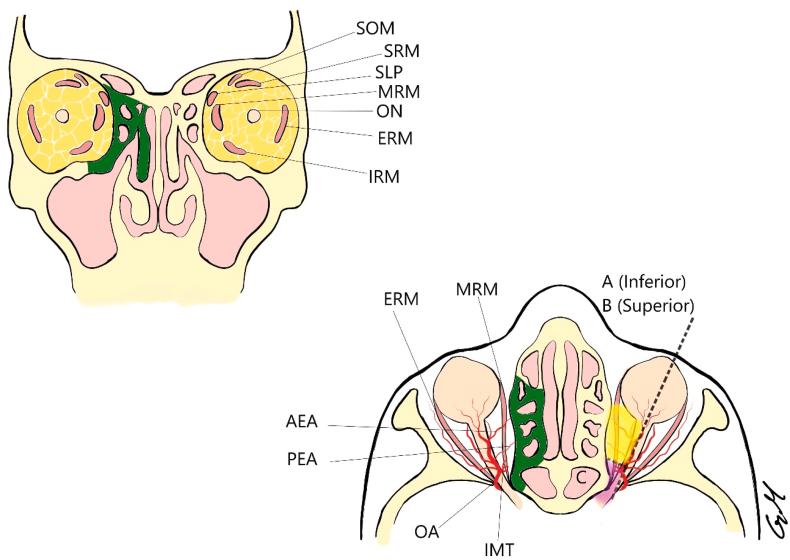 https://cdn.ncbi.nlm.nih.gov/pmc/blobs/9c3a/10500473/135f636e3ce4/gr3.jpg