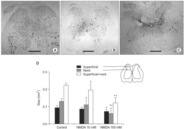 https://cdn.ncbi.nlm.nih.gov/pmc/blobs/9c3e/2886245/24d9d0dff27d/kjp-23-109-g003.jpg