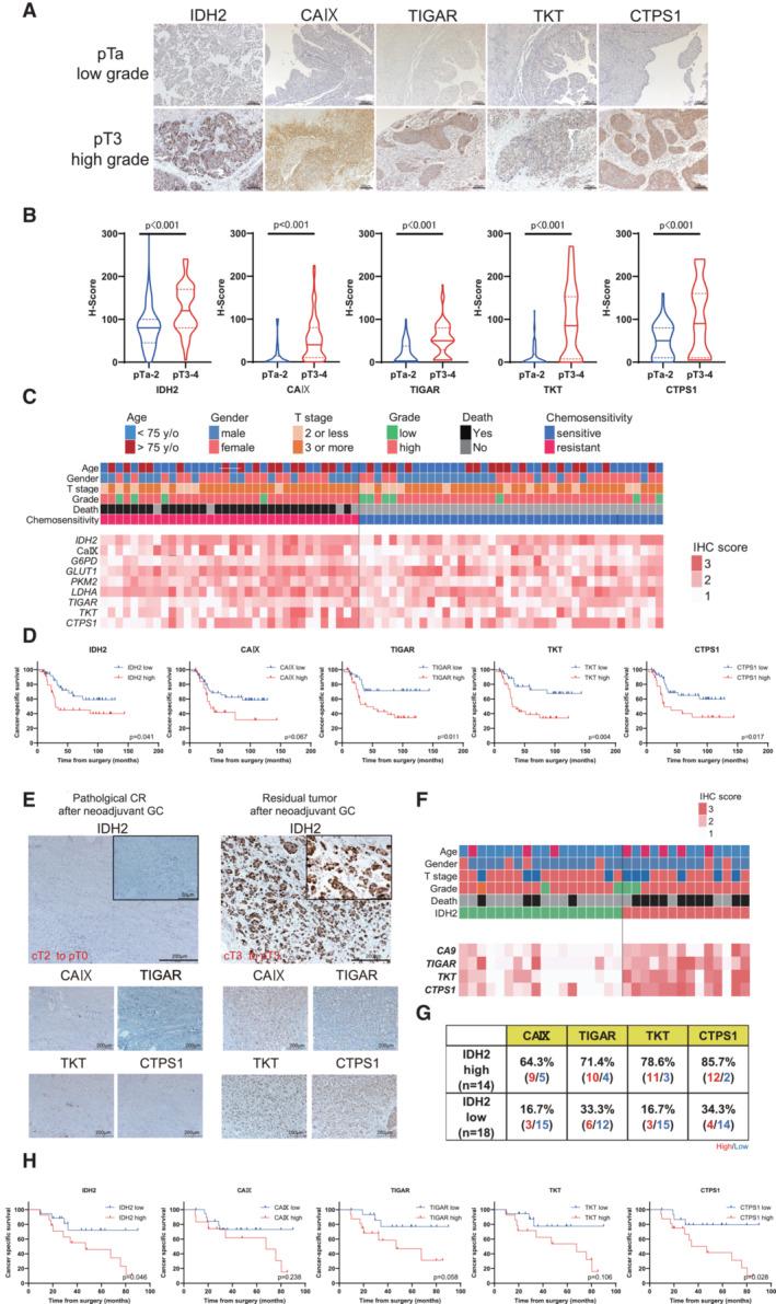https://cdn.ncbi.nlm.nih.gov/pmc/blobs/9c41/9929641/635bce33f829/EMBJ-42-e110620-g008.jpg