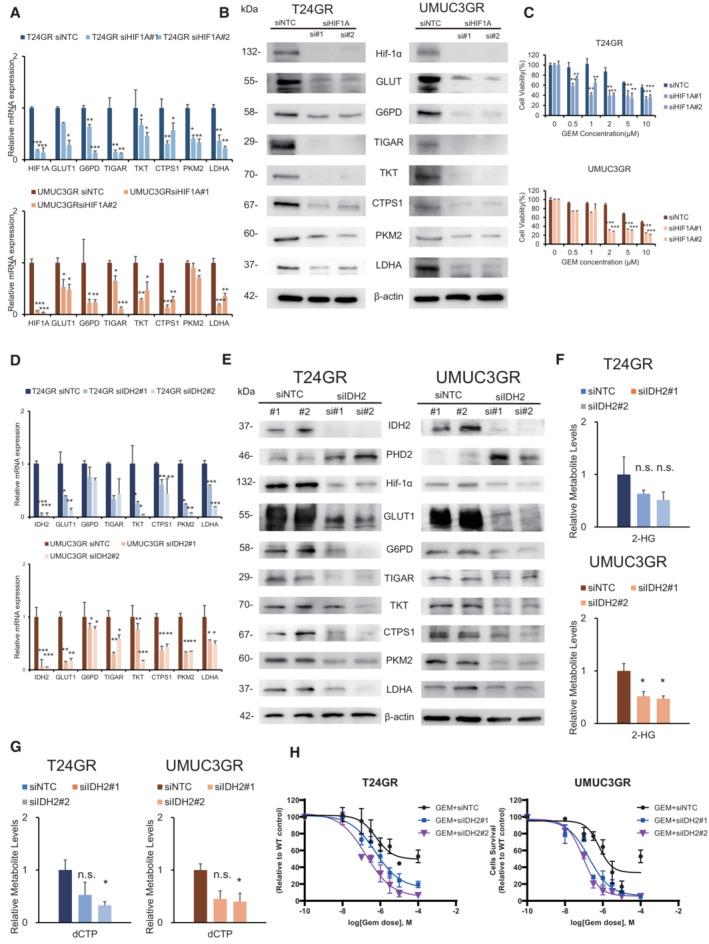https://cdn.ncbi.nlm.nih.gov/pmc/blobs/9c41/9929641/e0025c6946b2/EMBJ-42-e110620-g011.jpg