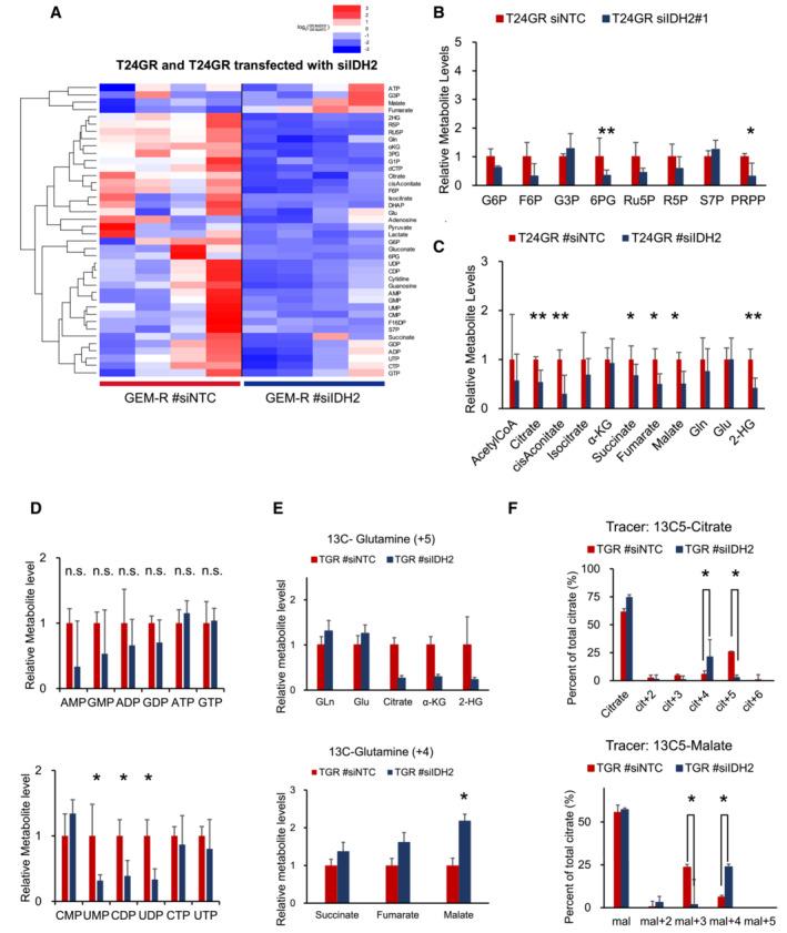 https://cdn.ncbi.nlm.nih.gov/pmc/blobs/9c41/9929641/e94c0c5e69cc/EMBJ-42-e110620-g013.jpg