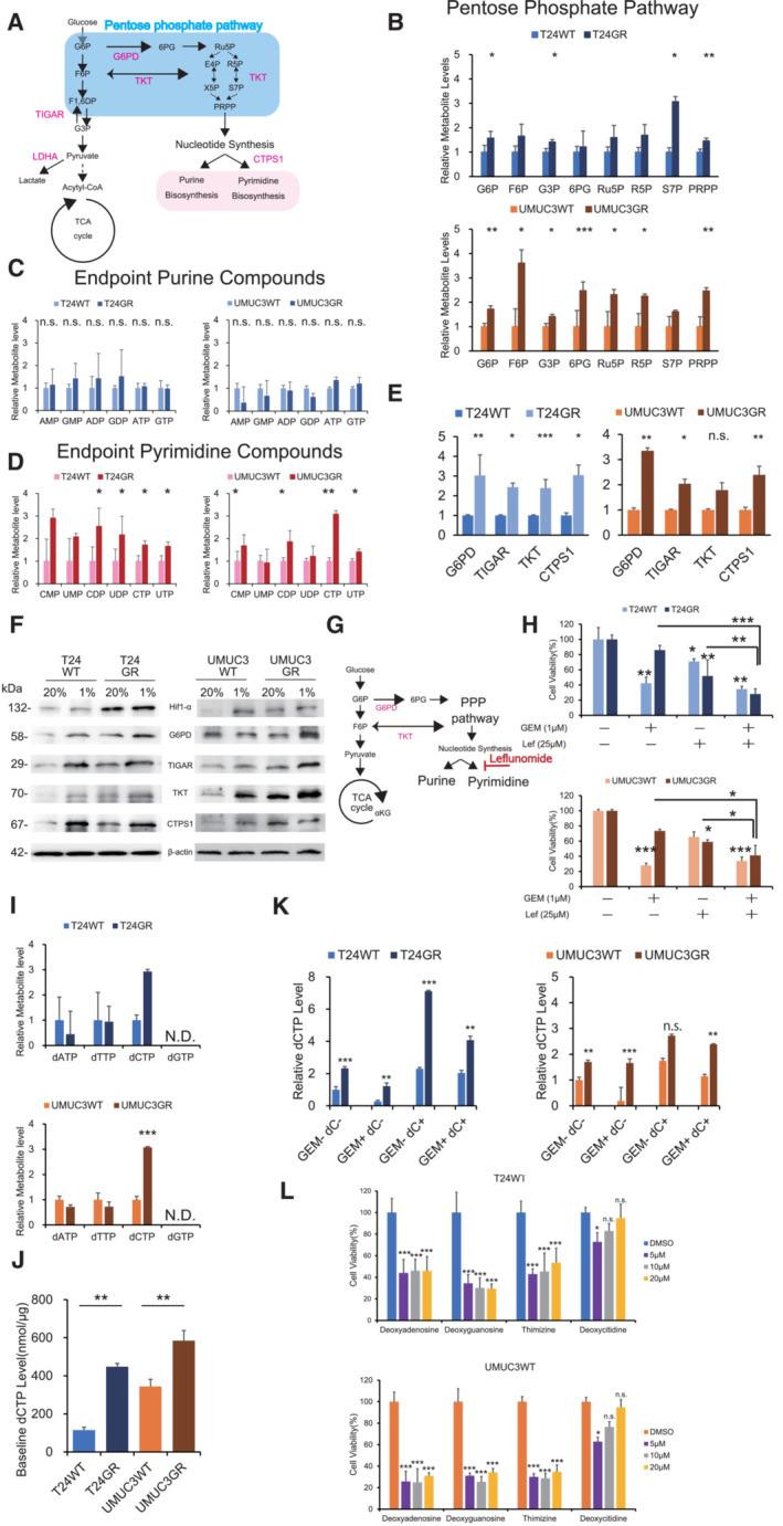 https://cdn.ncbi.nlm.nih.gov/pmc/blobs/9c41/9929641/f891ee97c031/EMBJ-42-e110620-g001.jpg