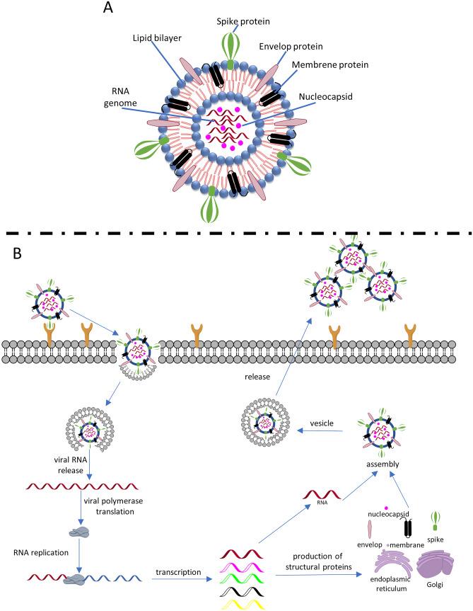 https://cdn.ncbi.nlm.nih.gov/pmc/blobs/9c47/10118228/d9927befb121/228_2023_3486_Fig1_HTML.jpg