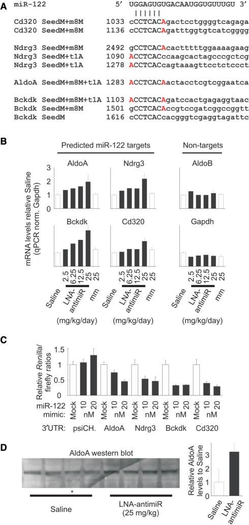 https://cdn.ncbi.nlm.nih.gov/pmc/blobs/9c4b/2275095/b8445dcd5e20/gkm1113f3.jpg