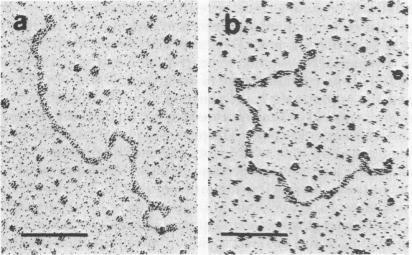 https://cdn.ncbi.nlm.nih.gov/pmc/blobs/9c4c/430759/0bc25e5c3026/pnas00026-0068-b.jpg