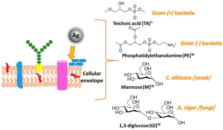 https://cdn.ncbi.nlm.nih.gov/pmc/blobs/9c51/12157222/abb9070eb063/nanomaterials-15-00815-g002.jpg