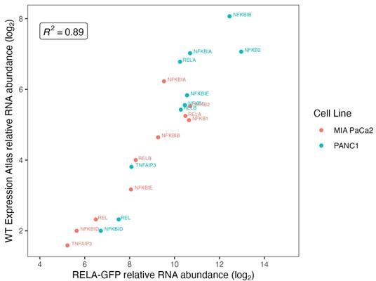 https://cdn.ncbi.nlm.nih.gov/pmc/blobs/9c53/11524587/6bf97a6064e4/elife-86042-sa2-fig2.jpg