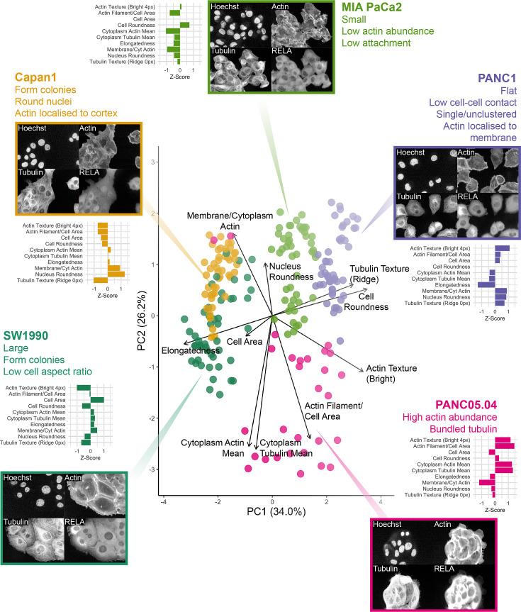 https://cdn.ncbi.nlm.nih.gov/pmc/blobs/9c53/11524587/aa664f0e9c5e/elife-86042-fig2-figsupp2.jpg