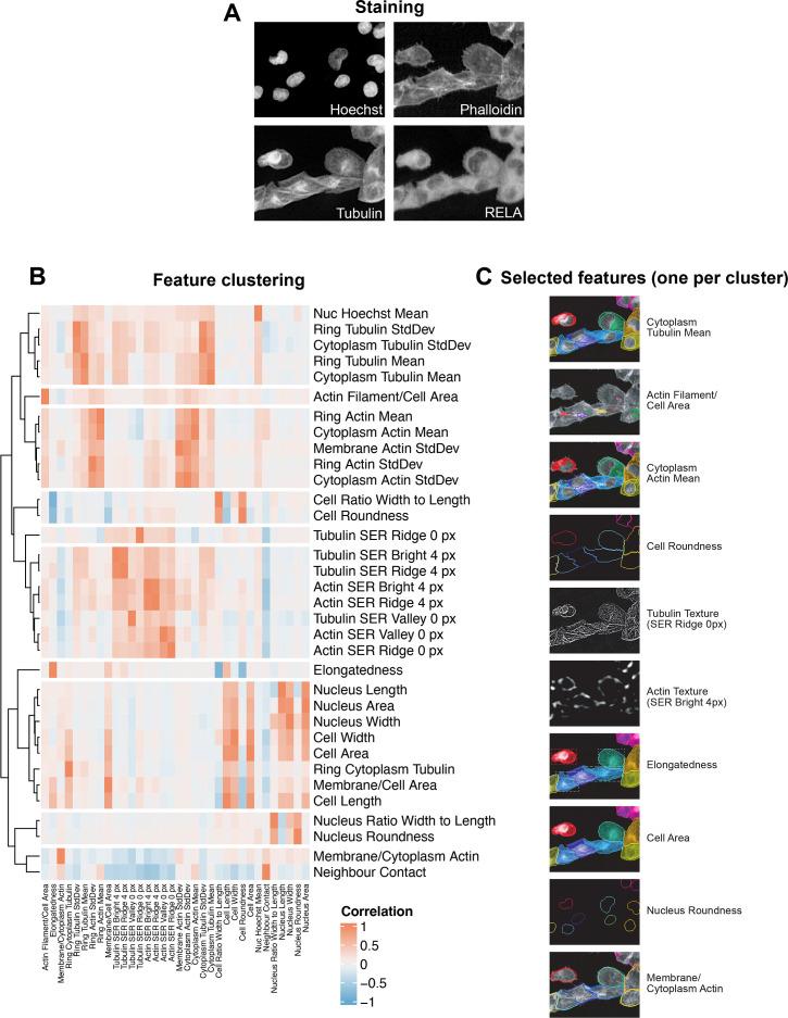 https://cdn.ncbi.nlm.nih.gov/pmc/blobs/9c53/11524587/b7b1cf4b4063/elife-86042-fig2-figsupp1.jpg