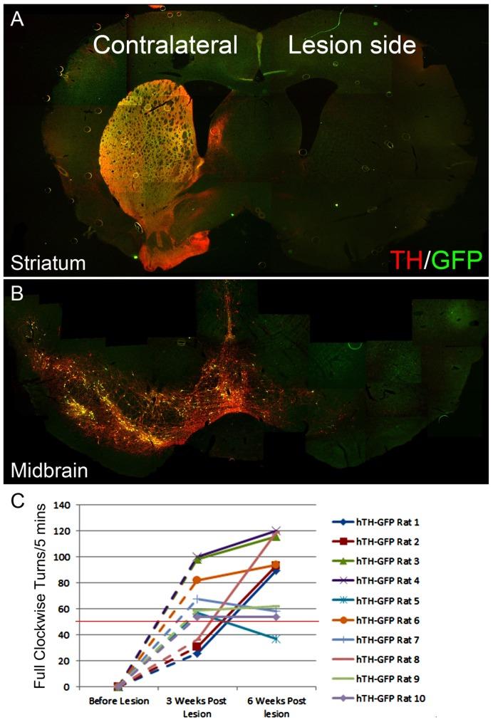 https://cdn.ncbi.nlm.nih.gov/pmc/blobs/9c53/4251919/80ee451bff6d/pone.0113151.g006.jpg