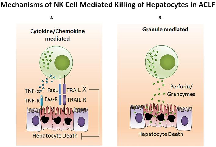 https://cdn.ncbi.nlm.nih.gov/pmc/blobs/9c53/7578249/58eeb659b437/fimmu-11-02013-g0006.jpg