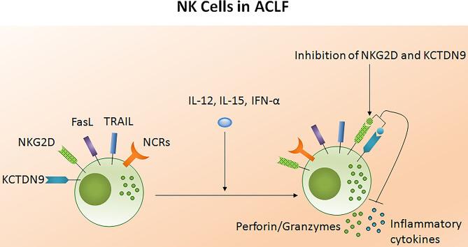 https://cdn.ncbi.nlm.nih.gov/pmc/blobs/9c53/7578249/71190509acba/fimmu-11-02013-g0005.jpg