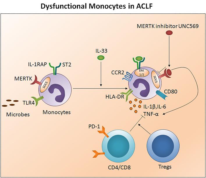 https://cdn.ncbi.nlm.nih.gov/pmc/blobs/9c53/7578249/e81f0bcef916/fimmu-11-02013-g0004.jpg