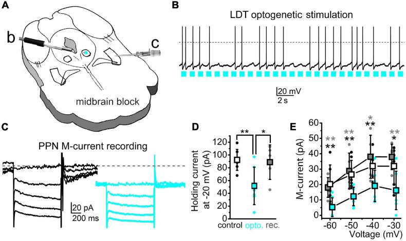 https://cdn.ncbi.nlm.nih.gov/pmc/blobs/9c54/8352570/4fce19a89a21/fncel-15-707789-g006.jpg