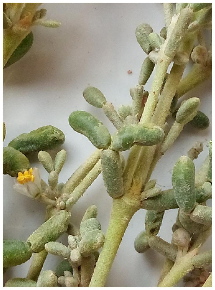 https://cdn.ncbi.nlm.nih.gov/pmc/blobs/9c55/11913357/7edb7f23eaa4/tjb-49-01-60f1.jpg