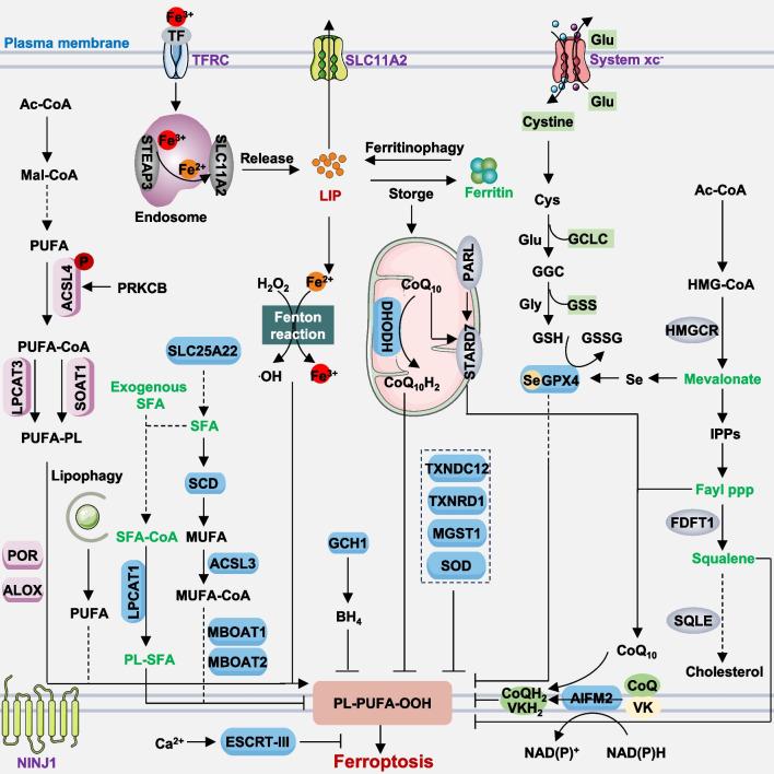 https://cdn.ncbi.nlm.nih.gov/pmc/blobs/9c5a/11157757/4d84d7d0d384/13045_2024_1564_Fig1_HTML.jpg