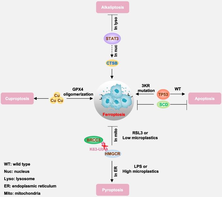 https://cdn.ncbi.nlm.nih.gov/pmc/blobs/9c5a/11157757/c3f874dc6f4d/13045_2024_1564_Fig6_HTML.jpg