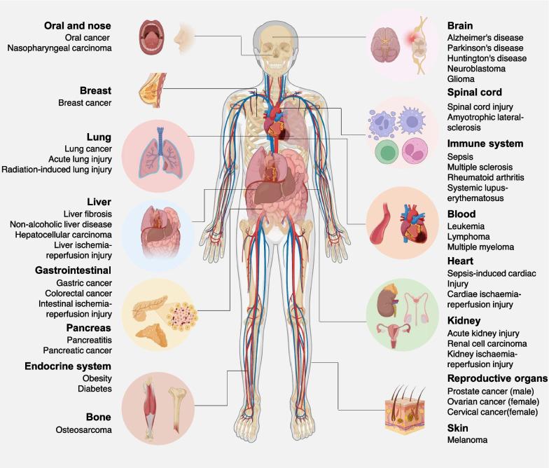 https://cdn.ncbi.nlm.nih.gov/pmc/blobs/9c5a/11157757/cef4a306d117/13045_2024_1564_Fig3_HTML.jpg