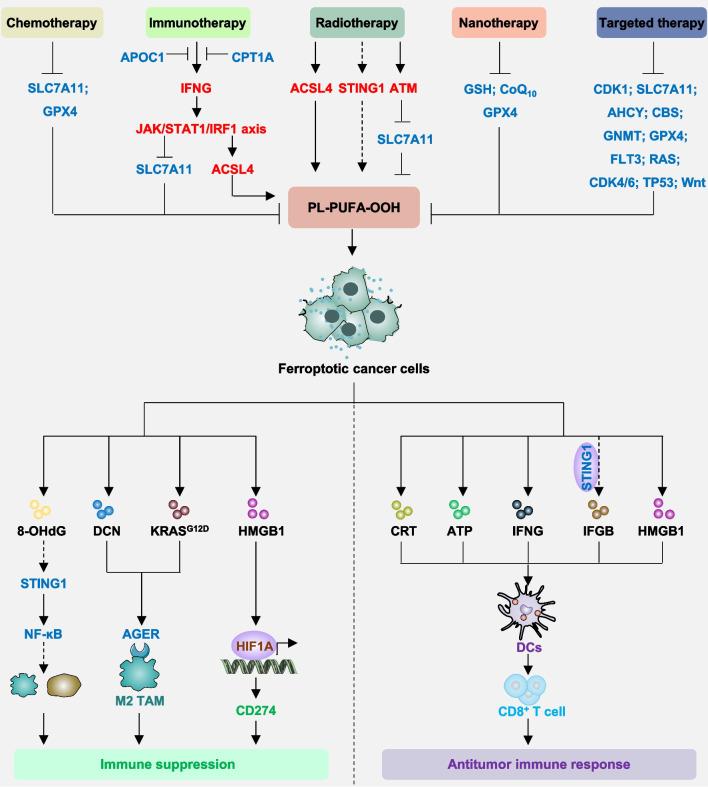 https://cdn.ncbi.nlm.nih.gov/pmc/blobs/9c5a/11157757/ee717b719e78/13045_2024_1564_Fig4_HTML.jpg