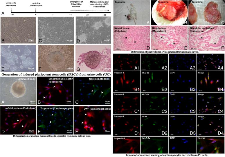 https://cdn.ncbi.nlm.nih.gov/pmc/blobs/9c6c/11487032/6582e1c0c1e2/js9-110-6432-g006.jpg