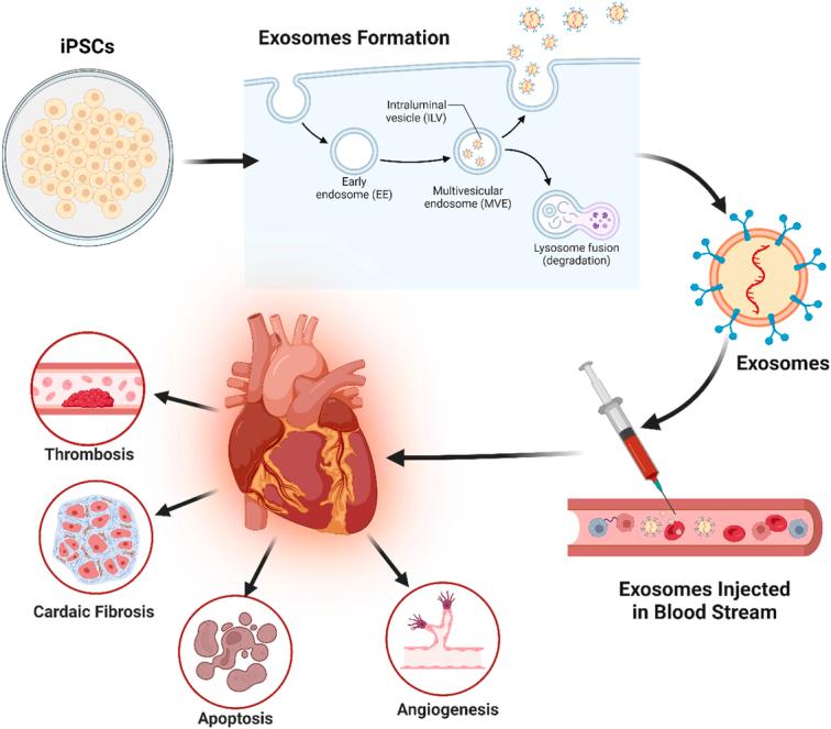 https://cdn.ncbi.nlm.nih.gov/pmc/blobs/9c6c/11487032/69e9a60c2ced/js9-110-6432-g009.jpg