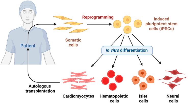 https://cdn.ncbi.nlm.nih.gov/pmc/blobs/9c6c/11487032/a6af72828350/js9-110-6432-g002.jpg
