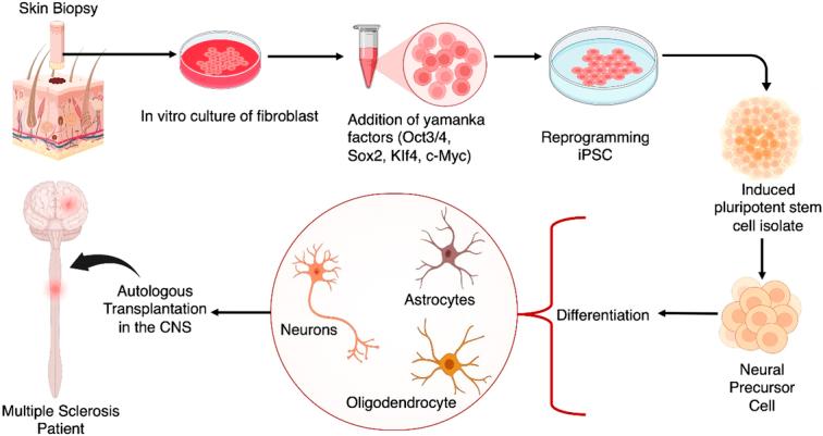 https://cdn.ncbi.nlm.nih.gov/pmc/blobs/9c6c/11487032/d7399df11432/js9-110-6432-g011.jpg