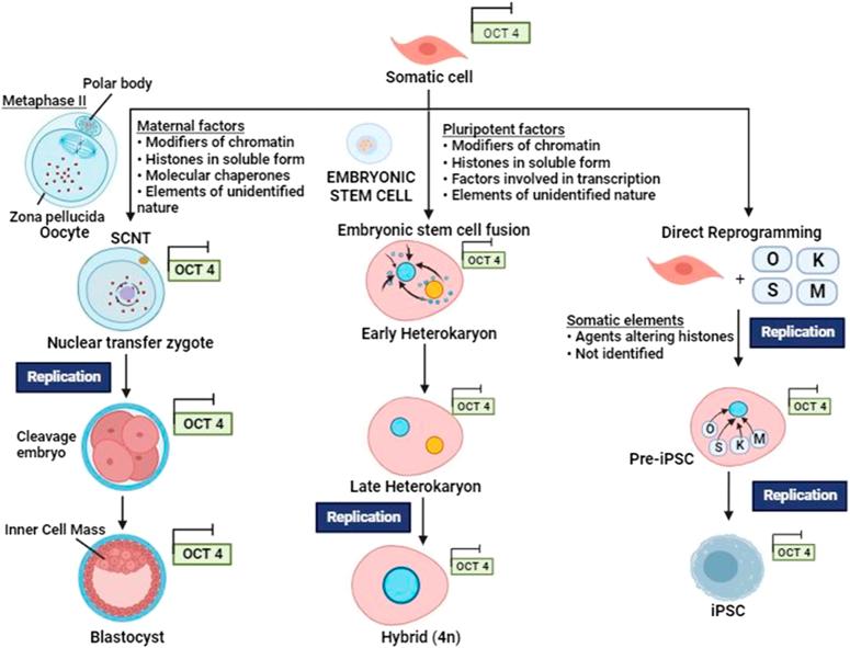 https://cdn.ncbi.nlm.nih.gov/pmc/blobs/9c6c/11487032/fffef33d4ec7/js9-110-6432-g003.jpg