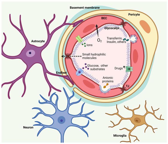https://cdn.ncbi.nlm.nih.gov/pmc/blobs/9c6c/11945272/4b34d59edb07/pharmaceutics-17-00281-g003.jpg