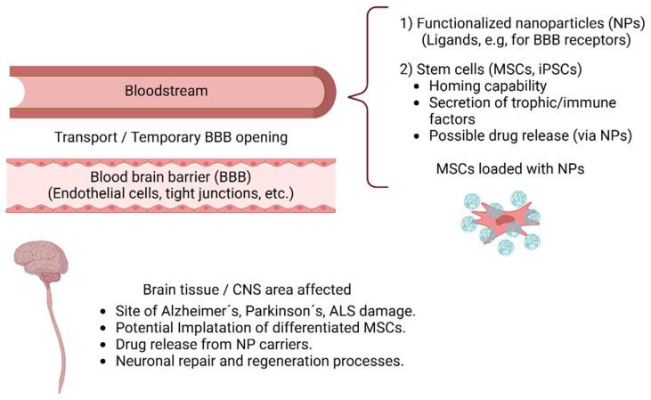 https://cdn.ncbi.nlm.nih.gov/pmc/blobs/9c6c/11945272/8a3dd96cad05/pharmaceutics-17-00281-g006.jpg